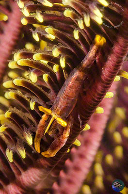 Laomenes amboinensis