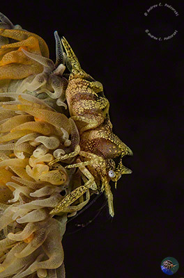 Dasycaris zanzibarica