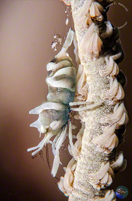 Dasycaris zanzibarica