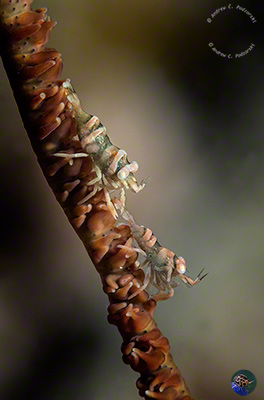 Pontonides ankeri -  2 females, 1 male