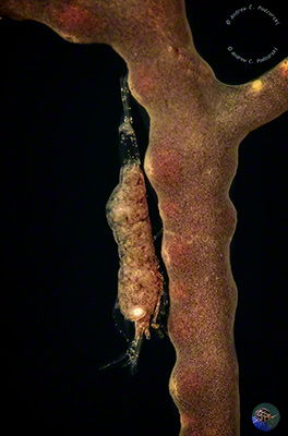 Hamodactylus cf. noumeae