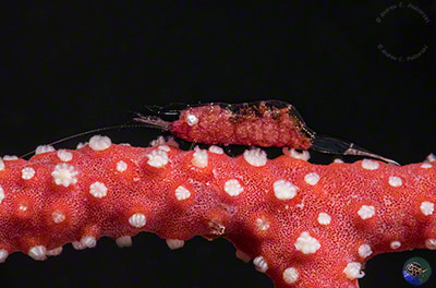 Hamodactylus cf. noumeae