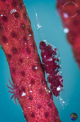 Hamodactylus cf. noumeae