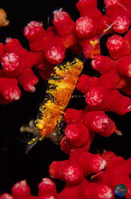 Hamodactylus cf. noumeae