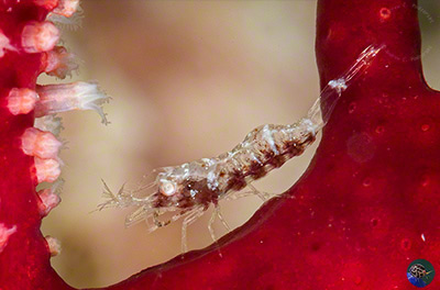 Hamodactylus cf. boschmai