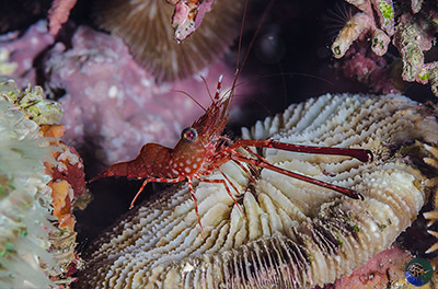 Cynetorhynchus reticulatus - old male