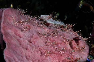 Rhynchocinetes durbanensis