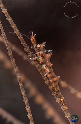 Miropandalus hardingi - male