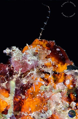 Neostylodactylus litoralis