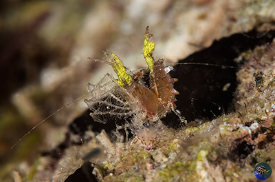 Neostylodactylus litoralis