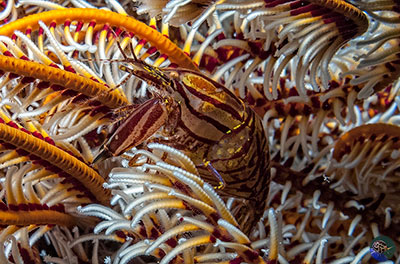 Synalpheus stimpsoni