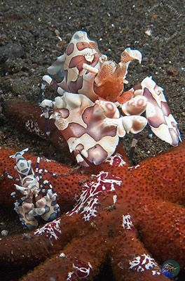 Hymnocera elegans - male & female