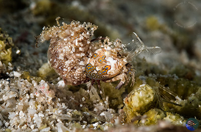 Phyllognathia simplex