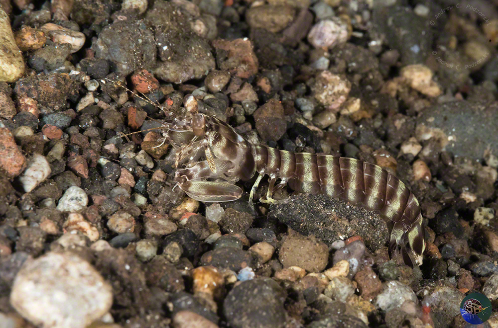 Lysiosquilla maculata