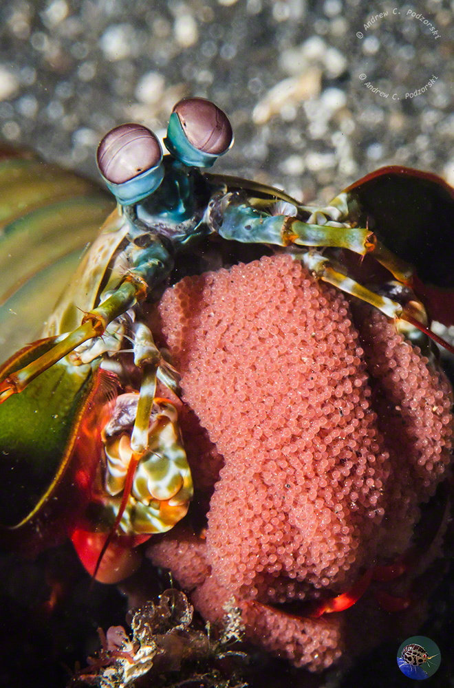 Odontodactylus scyllaris with eggs