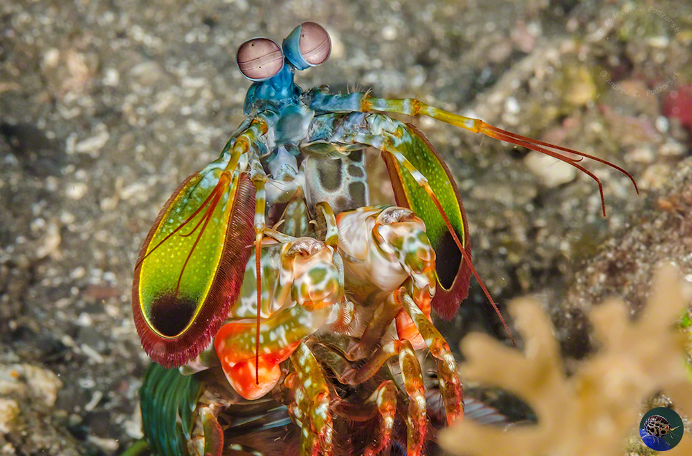 Odontodactylus scyllaris