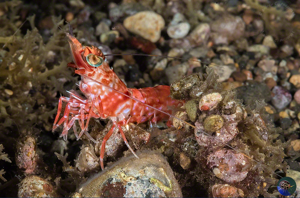 Metapenaeopsis lamellata