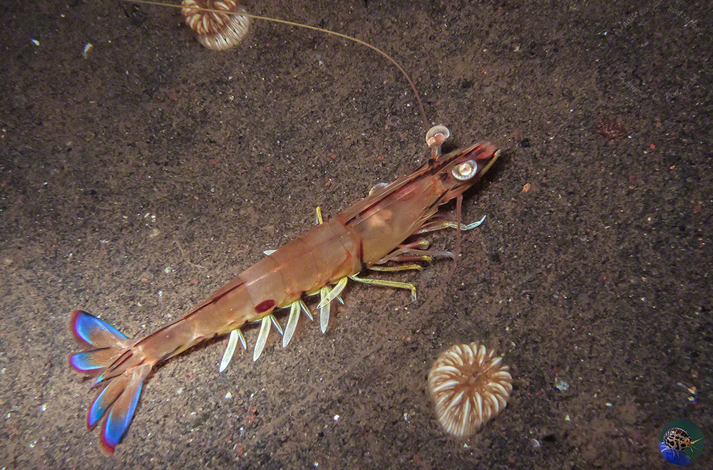 Penaeus latusulcatus