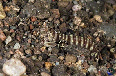 Lysiosquilla maculata