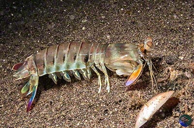 Odontodactylus cultrifer