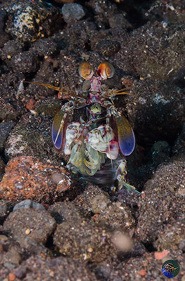 Odontodactylus cultrifer