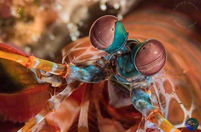 Odontodactylus scyllaris