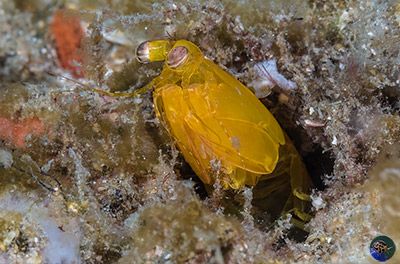 Pseudosquilla ciliata