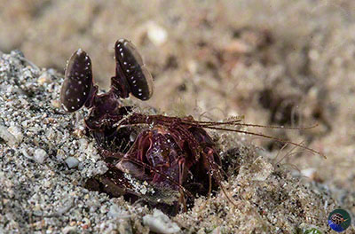 Pseudosquilla ?ciliata