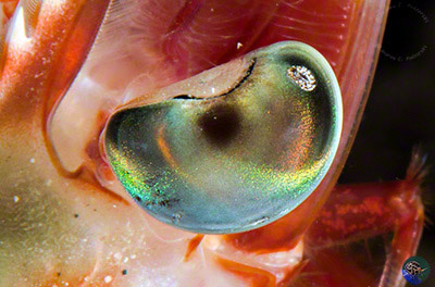 Metapenaeopsis lamellata - flatworm on eye