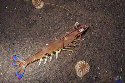 Penaeus latusulcatus