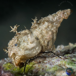 Dragon & Shell Shrimps