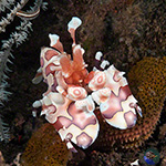 Harlequin & Tiger Shrimps