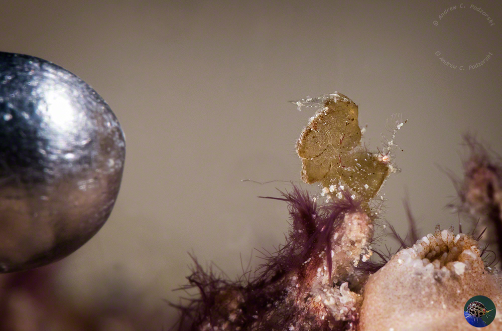 Phycocaris sp. - pointer on right is 5mm in diameter