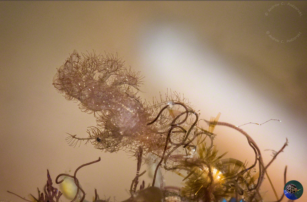 Phycocaris sp. - male