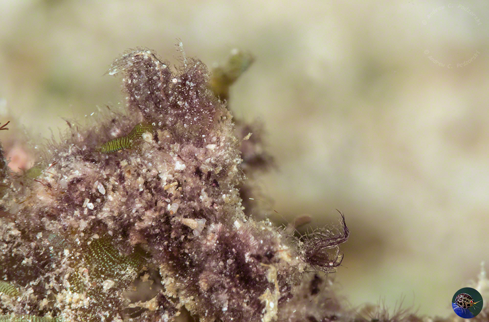 Phycocaris sp. - female on left, male on right