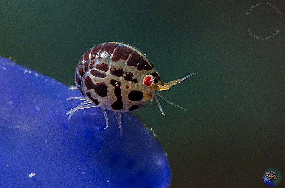 Cyproidea sp.