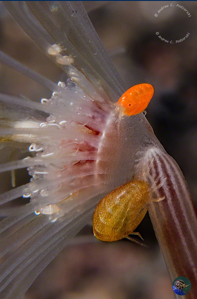 Cyproidea sp. - large femaie, small male
