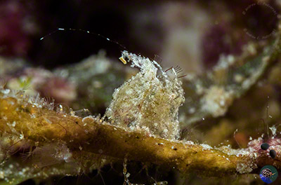 Phycocaris sp. - female