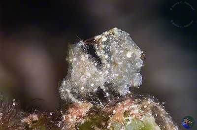 Phycocaris sp. - female