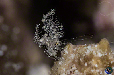 Phycocaris sp. - male