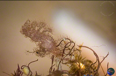 Phycocaris sp. - male