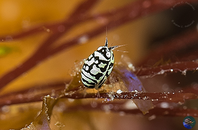 Cyproidea sp.
