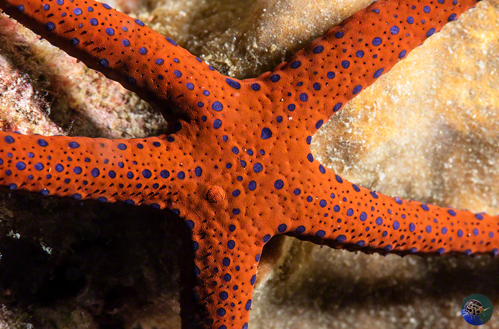 Fromia sp.? showing the slightly off-centre madreporite