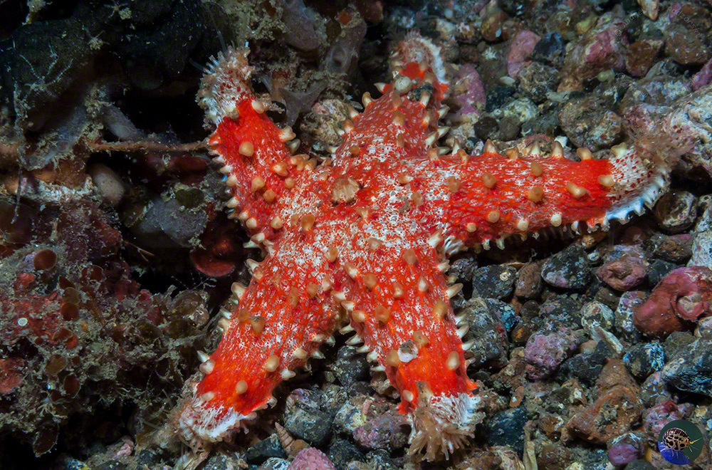 Unidentified starfish