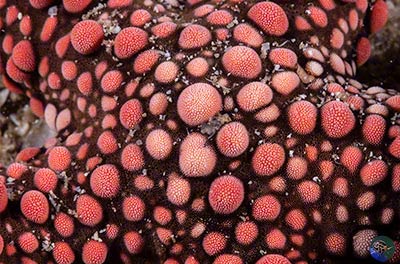 Gomphoia gomphoia - central disk