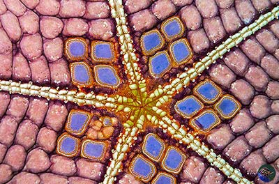 Halithyle regularis from below