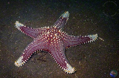 Pentaceraster cumingii