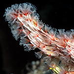 Colonial Tube-Builders