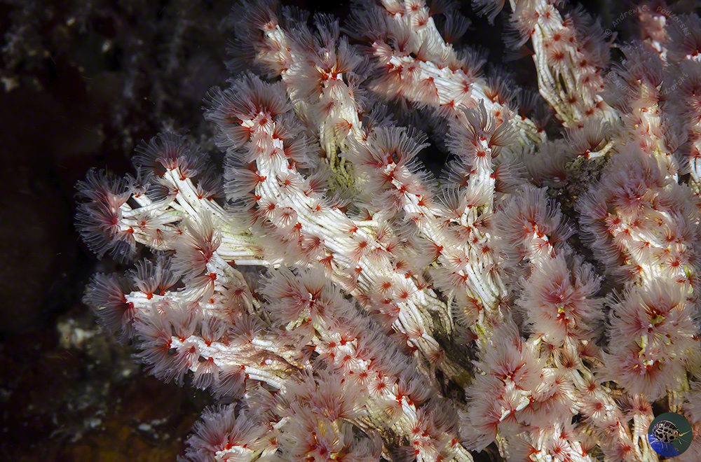 Filogranella elatensis