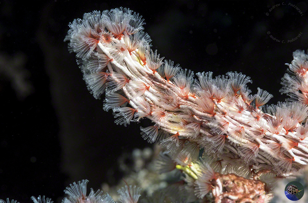 Filogranella elatensis